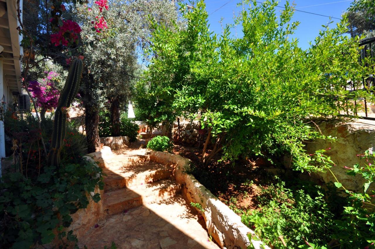 Kaktus Kaş