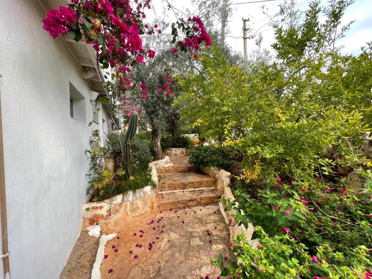 Kaktus Kaş